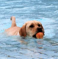 Zwemmen met honden, 17-9-2023 012
