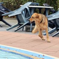 Zwemmen met honden, 17-9-2023 021