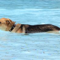 Zwemmen met honden, 17-9-2023 026