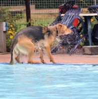 Zwemmen met honden, 17-9-2023 052