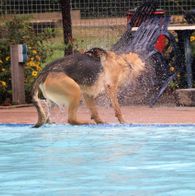 Zwemmen met honden, 17-9-2023 053