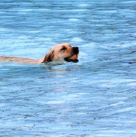 Zwemmen met honden, 17-9-2023 057