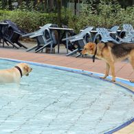Zwemmen met honden, 17-9-2023 059