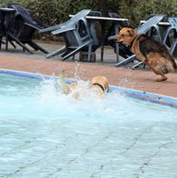 Zwemmen met honden, 17-9-2023 061