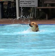 Zwemmen met honden, 17-9-2023 064
