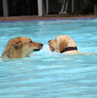 Zwemmen met honden, 17-9-2023 070