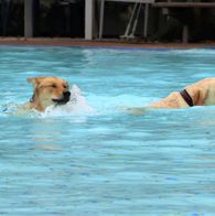 Zwemmen met honden, 17-9-2023 071