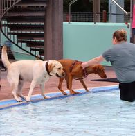 Zwemmen met honden, 17-9-2023 089