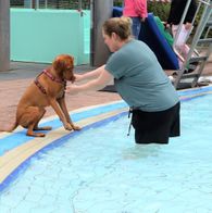 Zwemmen met honden, 17-9-2023 091