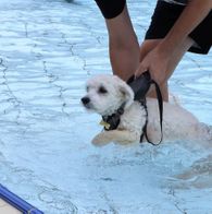 Zwemmen met honden, 17-9-2023 103