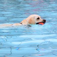 Zwemmen met honden, 17-9-2023 107