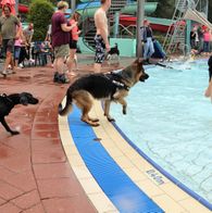 Zwemmen met honden, 17-9-2023 124