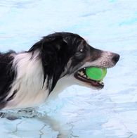 Zwemmen met honden, 17-9-2023 142