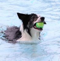 Zwemmen met honden, 17-9-2023 147
