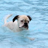 Zwemmen met honden, 17-9-2023 151