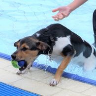 Zwemmen met honden, 17-9-2023 156