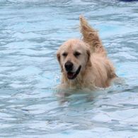 Zwemmen met honden, 17-9-2023 167