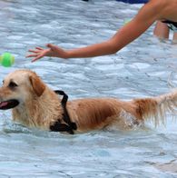 Zwemmen met honden, 17-9-2023 183