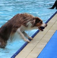 Zwemmen met honden, 17-9-2023 187