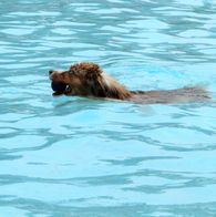 Zwemmen met honden, 17-9-2023 194