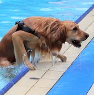 Zwemmen met honden, 17-9-2023 222