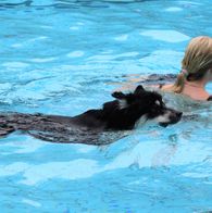 Zwemmen met honden, 17-9-2023 228