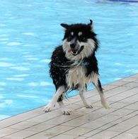 Zwemmen met honden, 17-9-2023 232